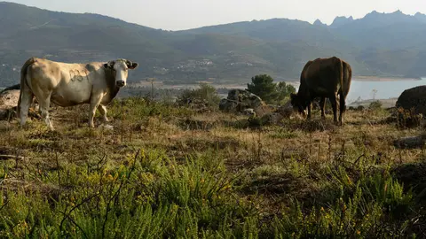 PRESAS "VACIADAS"  EN PROVINCIA DE OURENSE. PRESA DEL R&Iacute;O SALAS (MUI&Ntilde;OS), EN LA RESERVA DE LA BIOSFERA TRANSFRONTERIZA XUR&Eacute;S-G&Ecirc;RES, GESTIONADA POR NATURGY E INVESTIGADA POR LA CONFEDERACI&Oacute;N HIDROGR&Aacute;FICA MI&Ntilde;O-SIL. COLA DEL EMBALSE, ENTRE LOS PUEBLOS DE REQUI&Aacute;S Y GUNTUMIL. OURENSE 23/08/2021