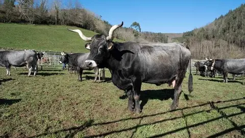 12:30 horas. Valle de Cabu&eacute;rniga. La consejera de Desarrollo Rural, Ganader&iacute;a, Pesca y Alimentaci&oacute;n, Mar&iacute;a Jes&uacute;s Susinos, visita la &ldquo;Feriuca&rdquo; ganadera. 18 de enero de 2025 &copy; Ra&uacute;l Lucio