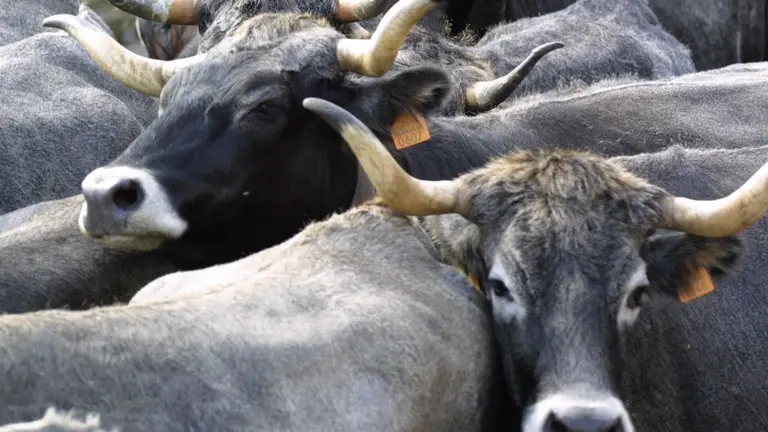 vacas tudancas
25 sep 04
Nacho Romero &copy;