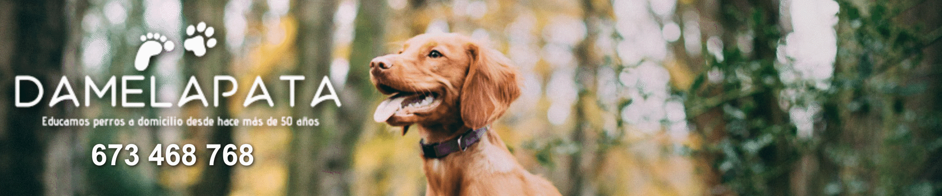 damelapata_banner